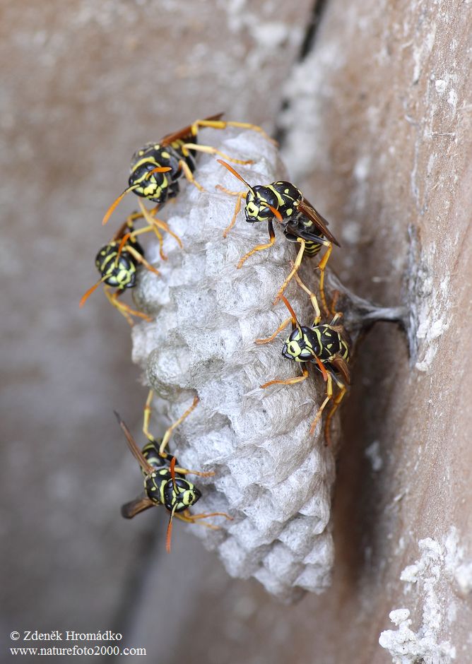 European Paper Wasp, Polistes dominula (Others, )